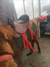 雙人景區(qū)騎乘雙人馬鞍 真皮馬鞍子 游客騎乘馬鞍子全套配件包郵 紅色全套 肩高1.3米以上大馬用 曬單實(shí)拍圖