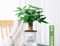 綠有意綠植盆栽多肉花卉盆栽植物室內(nèi)桌面水培綠植辦公室客廳植物懶人 3盆自選】植物和盆顏色請(qǐng)備注 曬單實(shí)拍圖
