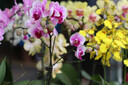 FLORADIXSalusFloradix德國莎露斯鐵元補鐵鐵劑產(chǎn)后女孕婦孕期缺鐵維c 經(jīng)典紅版鐵元口服液500ml*2 *1 曬單實(shí)拍圖