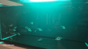 云峰海瑞 小型熱帶魚觀賞魚活體紅綠燈魚淡水水族魚寵物虎(四間魚)皮魚 虎(四間魚)皮魚20條 曬單實(shí)拍圖
