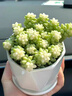 貴秘書多肉植物雪花玉墜錦室內(nèi)好養(yǎng)盆栽辦公室桌面花卉綠植送老師幼兒園 雪花玉墜錦大盆（20頭左右）原盆 曬單實拍圖
