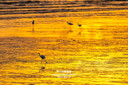 尼康（Nikon）全畫(huà)幅超長(cháng)焦變焦定焦鏡頭 尼克爾 Z 180-600mm f/5.6-6.3 VR 官方標配【下單即送豪禮】 曬單實(shí)拍圖