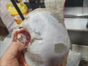 新鮮多寶魚(yú)鮮活冷凍鴉片魚(yú)比目魚(yú)海捕鰈魚(yú)偏口海魚(yú)菱平魚(yú)海鮮水產(chǎn) 約5-6兩/條 5條裝(整條發(fā)貨) 曬單實(shí)拍圖