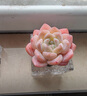 兩腿跑無土多肉植物帶盆栽好辦公室內(nèi)桌面盆栽擺件新手綠植花卉盆栽禮物 橙夢露+四方水晶盆 曬單實拍圖