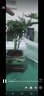 花行榜盆栽植物室內(nèi)花卉綠植 精品小文竹+四方瓷盆+底座+苔蘚源頭直發(fā) 曬單實拍圖