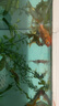 觀(guān)賞魚(yú)紅草金魚(yú)冷水魚(yú)金魚(yú)小魚(yú)活魚(yú)小寵物好養耐活闖缸練手飼料魚(yú) 草金魚(yú)三十條+2條備損 3-5cm 曬單實(shí)拍圖