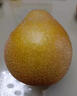 式果禮四川蒼溪大雪梨 廣元特產(chǎn)黃金梨稱坨梨施家梨黃皮梨麻皮新鮮水果 6斤 精選中果【6枚裝】 曬單實拍圖