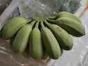 廣西特產(chǎn)西貢蕉 新鮮banana香蕉 新鮮水果現砍現發(fā)貨 凈重2斤裝 曬單實(shí)拍圖