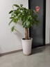 植物生根復(fù)活液大樹(shù)枯樹(shù)黃葉成活液爛根爛苗生根劑花卉通用營(yíng)養(yǎng)液 一瓶裝【落葉爛根】 曬單實(shí)拍圖