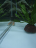清苔鼠金苔鼠清潔魚(yú)熱帶觀(guān)賞魚(yú)清道夫鼠魚(yú)魚(yú)缸清理糞便除藻魚(yú) 8-10厘米金苔鼠2條 金苔鼠 曬單實(shí)拍圖
