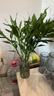 【富貴竹】水培節(jié)節(jié)高室內(nèi)綠植客廳招財(cái)植物鮮花卉好養(yǎng)常綠七夕 綠色水培富貴竹60cm5枝 曬單實(shí)拍圖