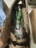 花翁富貴竹盆栽步步高室內(nèi)水培綠植物 A級(jí)荷花竹（早安盆）源頭直發(fā) 曬單實(shí)拍圖