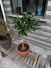 鼎曳嫁接桂花樹(shù)樹(shù)苗流蘇樹(shù)四季桂耐寒庭院八月桂開(kāi)花金桂丹桂盆栽地栽 朱砂桂 2公分粗【盆栽】 曬單實(shí)拍圖