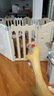 貴為（GiGwi）狗玩具磨牙棒狗狗磨牙玩具幼犬小型犬木塑鹿角小號(hào)寵物用品玩具 曬單實(shí)拍圖