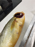 鮮喜利舟山大黃魚(yú)禮盒深海黃花魚(yú)鮮活冷凍生鮮海鮮年貨禮包新鮮水產(chǎn)商用 2條無(wú)禮盒（單條凈重1斤） 曬單實(shí)拍圖
