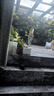 垂絲茉莉盆栽帶花苞庭院花卉四季開花植物室內(nèi)易養(yǎng)活綠植高檔客廳 【 開花爆滿】垂絲茉莉（高50-60cm）原生膠盆 曬單實拍圖