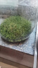 MPPMCK魚缸水草種子生態(tài)造景套餐植物種籽孑水培陰性真草盆栽裝飾牛毛 水草種籽1.09萬粒+【水草泥】1斤 曬單實拍圖
