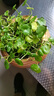 銅錢(qián)草水培盆栽辦公室內室外花卉金錢(qián)草綠植吸好養花草植物 精品銅錢(qián)草帶葉發(fā)貨2盆（不含盆） 曬單實(shí)拍圖