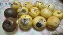 京地達 云南石林人參果 凈重5斤 單果110g+ 生鮮水果 源頭直發(fā) 包郵 曬單實(shí)拍圖