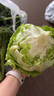 綠食者 新鮮球生菜500g 漢堡用西生菜西餐三明治沙拉蔬菜健康輕食食材 曬單實拍圖