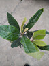 爾瀾60-80cm大五星枇杷樹(shù)苗果樹(shù)苗露天種植水果苗木枇杷苗源頭直發(fā) 曬單實(shí)拍圖