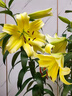 柏農重瓣香水百合花種球四季開(kāi)花好養易活盆栽鮮花庭院綠植物花卉種子 藍冰【5種球帶盆栽好發(fā)貨】 曬單實(shí)拍圖