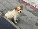 玉海云瑤天然猛犸象牙手串男高瓷度冰料文玩佛珠念珠手鏈女生日禮物情侶款 曬單實(shí)拍圖