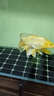 森森（SUNSUN）錦鯉魚飼料觀賞魚金魚飼料專用魚糧增色不渾水魚食錦鯉專用 綜合營養(yǎng)3mm中顆粒 5斤裝 曬單實(shí)拍圖