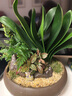自然空間 君子蘭盆栽盆景 境林紫砂9寸雙拼君子蘭+斑鳩+2營(yíng)養液 源頭直發(fā) 曬單實(shí)拍圖