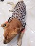 米啦小喵狗狗衣服中大型犬網(wǎng)紗薄款金毛拉布拉多夏季衣服超薄透氣大狗衣服 黑色植絨沙網(wǎng) 11號 建議65-75斤 曬單實拍圖