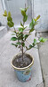 盆栽茶花苗 山茶花苗綠植花卉盆栽四季好養(yǎng)茶花樹苗盆栽耐寒花卉觀花植物室內(nèi)花卉綠植開花不斷 不含盆 五色赤丹(強力推薦) 3年苗 曬單實拍圖