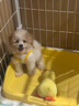 喵然心動(dòng)【視頻選寵】 小狗幼犬純種寵物狗狗活幼體小狗寵舍直發(fā) 寵物級 【泰迪】 曬單實(shí)拍圖