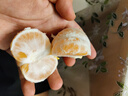 三萌果蔬云南蜜桔酸甜口感特早熟桔子青皮蜜橘新鮮水果當(dāng)季整箱青皮柑子 5斤甄選果【酸甜多汁】?jī)?.5斤 曬單實(shí)拍圖