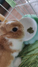 TillPets蒂佩思乳酸菌兔糧幼兔|成兔寵物兔糧兔飼料兔子專用侏儒兔子糧食 3包乳酸菌成兔糧（優(yōu)惠6元） 曬單實拍圖