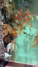 【獅子頭】國(guó)獅紅獅幼苗金魚魚苗活好養(yǎng)耐活冷水淡水魚招財(cái)魚風(fēng)水魚 紅獅買2送1 4-6厘米【尺寸適中】 曬單實(shí)拍圖
