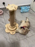 喆湘貓抓板耐磨不掉屑劍麻貓咪爪柱小貓玩具逗貓棒自嗨解悶貓爬架一體 【實(shí)木款 品質(zhì)】小號四合一貓抓柱 曬單實(shí)拍圖