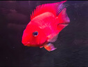 活體寵物血紅鸚鵡魚淡水中大型熱帶觀賞魚元寶發(fā)財魚鸚鵡魚活體魚紅財神魚 8-10cm鸚鵡3條 曬單實拍圖