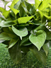 雙盟綠蘿盆栽除甲醛花卉綠植辦公室新房凈化空氣180加侖4盆裝源頭直發(fā) 曬單實拍圖