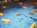 闊庭（KUOTING）魚(yú)缸水族箱生態(tài)桌面魚(yú)缸新款懶人魚(yú)缸生態(tài)造景過(guò)濾制氧一體機(jī)黑色 曬單實(shí)拍圖