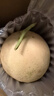 甘百薈甘肅戈壁白蘭瓜蘭州銀蒂特級(jí)大網(wǎng)紋新鮮水果民勤沙漠甜蜜瓜州送禮 12斤以上（兩枚6斤以上） 曬單實(shí)拍圖