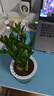 綠有意步步高觀音竹富貴荷花竹水養(yǎng)土培盆栽室內(nèi)桌擺植物吸甲醛水培植物 荷花竹5支【早安盆】 含盆 曬單實拍圖