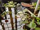 YEE魚缸吸便器吸魚屎神器烏龜小型換水器迷你吸糞器吸魚便清潔 【帶魚便收集倉】魚缸吸便 曬單實拍圖