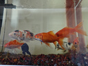 創(chuàng)寧魚(yú)缸漁池循環(huán)變頻潛水泵 水族箱安靜抽水  水陸兩用 魚(yú)池假山過(guò)濾 升級(jí)款【超輕音25W】流量2200-3500L 曬單實(shí)拍圖