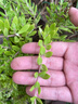 正宗可食用垂盆草種苗四季好養(yǎng)活陽臺室內(nèi)綠植吊籃盆栽 垂盆草60株 曬單實(shí)拍圖