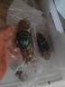 即食海參鮮食鮮活即食海參新鮮刺參一斤獨立包真空裝袋 即食海參【6-9只/斤】 一斤 曬單實拍圖