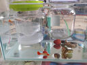 OIMG魚(yú)缸隔離盒懸浮雙層孵化器魚(yú)苗隔離孔雀魚(yú)繁殖盒迷你鸚鵡魚(yú)繁殖罐 綠色-大號 曬單實(shí)拍圖