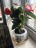紅掌盆栽白粉掌一帆風(fēng)順帶花特大號(hào)花卉室內(nèi)客廳面水培植物好養(yǎng) 約30cm紅掌+圓球玻璃瓶 帶盆栽好 曬單實(shí)拍圖