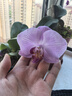 歐悟蝴蝶蘭花苗帶花劍帶花苞盆栽蘭花大苗客廳室內(nèi)植物花卉四季好養(yǎng) 1.紫色戀人【帶花劍】 帶育苗盆 曬單實(shí)拍圖