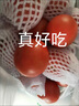 番茄水果當季沙瓤西紅柿自然熟新鮮生吃西紅柿 沙瓤西紅柿 3斤 曬單實(shí)拍圖