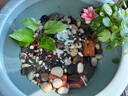 孔雀魚天使魚 純種觀賞魚淡水好養(yǎng)熱帶小型觀賞魚 孔雀魚12條送備損3條【發(fā)15條】 曬單實(shí)拍圖